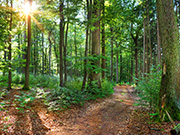 Mittelgebirge Teutoburger Wald